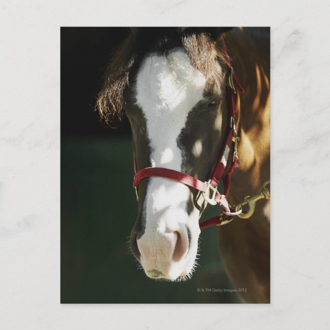 Close-up of a horse postcard (Front)