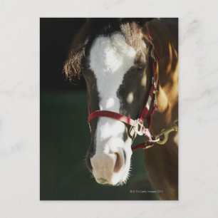 Close-up of a horse postcard