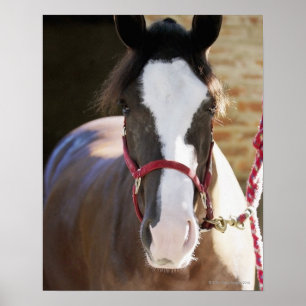 Close-up of a horse tied in a stable poster