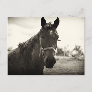 close up of a horse with sepia tone applied postcard