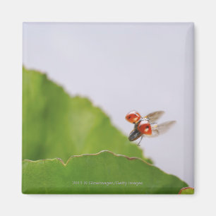 Close-up of a ladybug flying over a leaf magnet