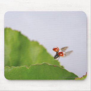 Close-up of a ladybug flying over a leaf mouse mat