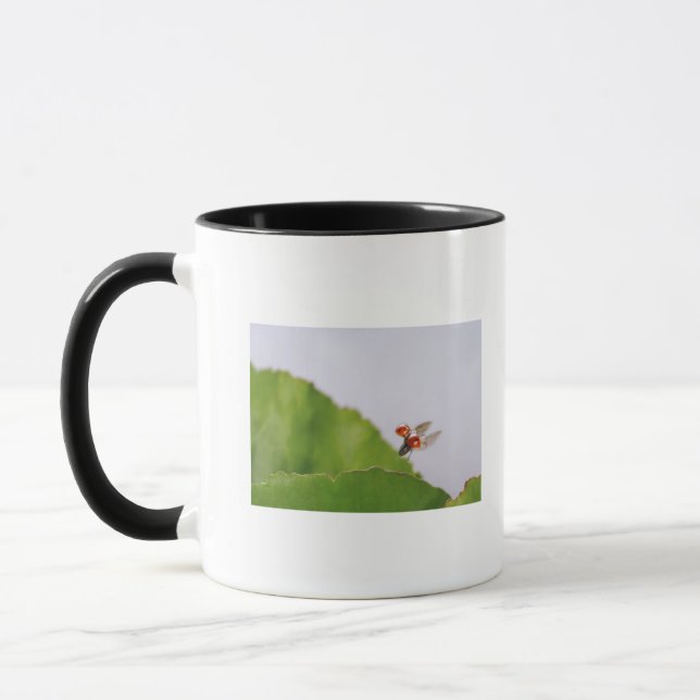 Close-up of a ladybug flying over a leaf mug (Left)
