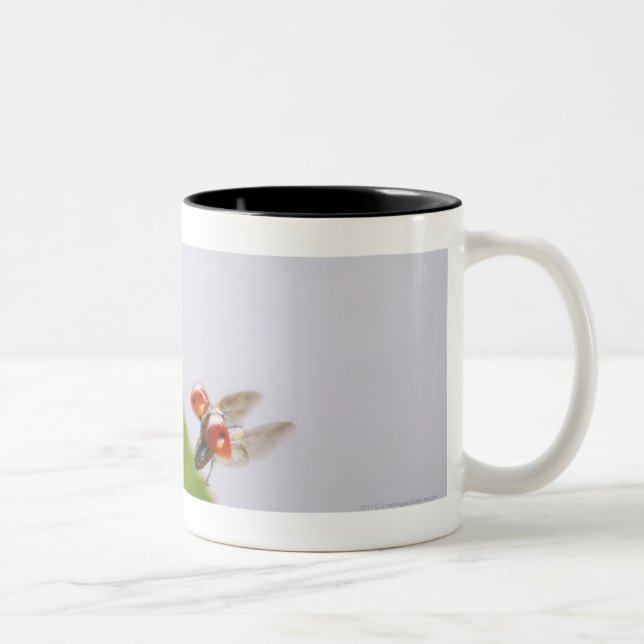 Close-up of a ladybug flying over a leaf Two-Tone coffee mug (Right)