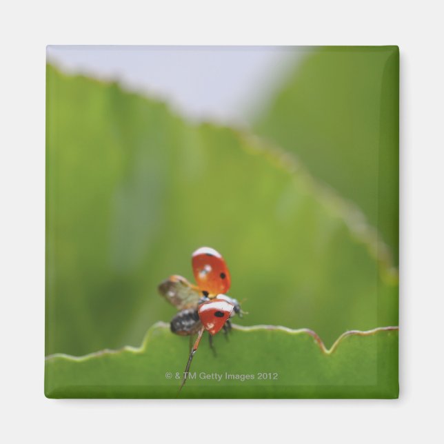 Close-up of a ladybug on a leaf magnet (Front)