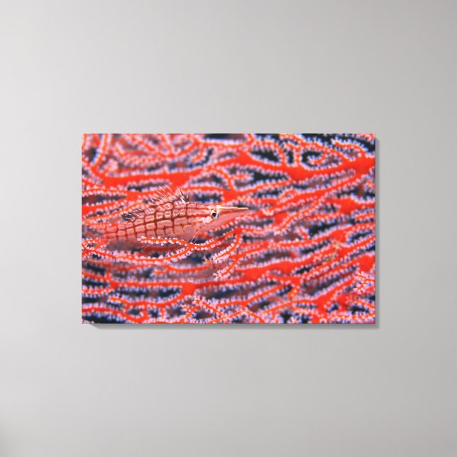 Close up of a long nose hawk fish, Okinawa Canvas Print (Front)