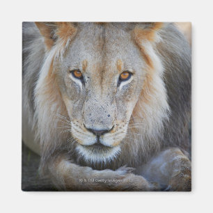 close up of a male lion, Panthera leo, Magnet