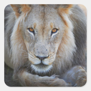 close up of a male lion, Panthera leo, Square Sticker