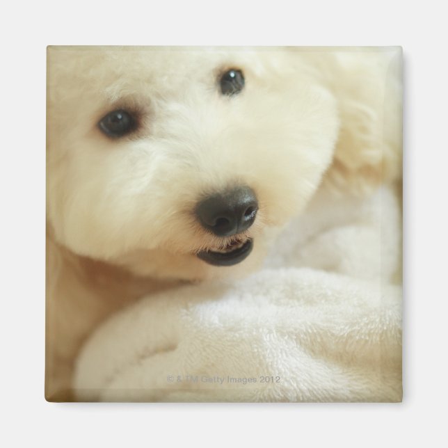Close-up of a miniature poodle 2 magnet (Front)