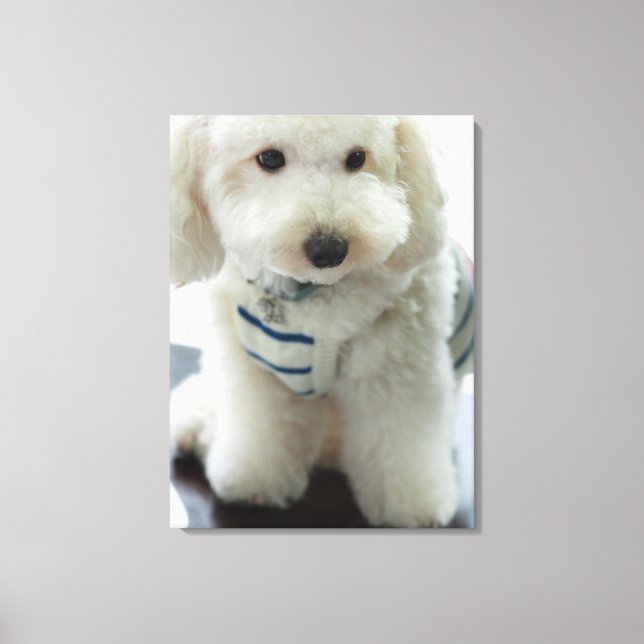 Close-up of a miniature poodle canvas print (Front)
