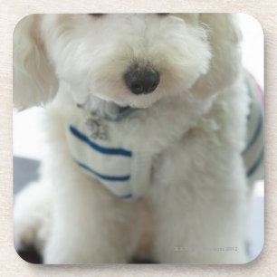 Close-up of a miniature poodle coaster