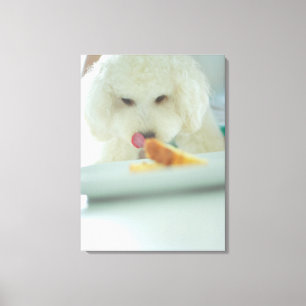 Close-up of a miniature poodle eating food canvas print