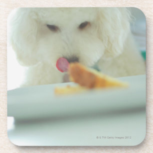 Close-up of a miniature poodle eating food coaster