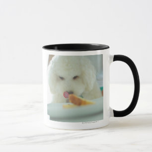 Close-up of a miniature poodle eating food mug