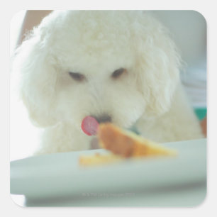 Close-up of a miniature poodle eating food square sticker