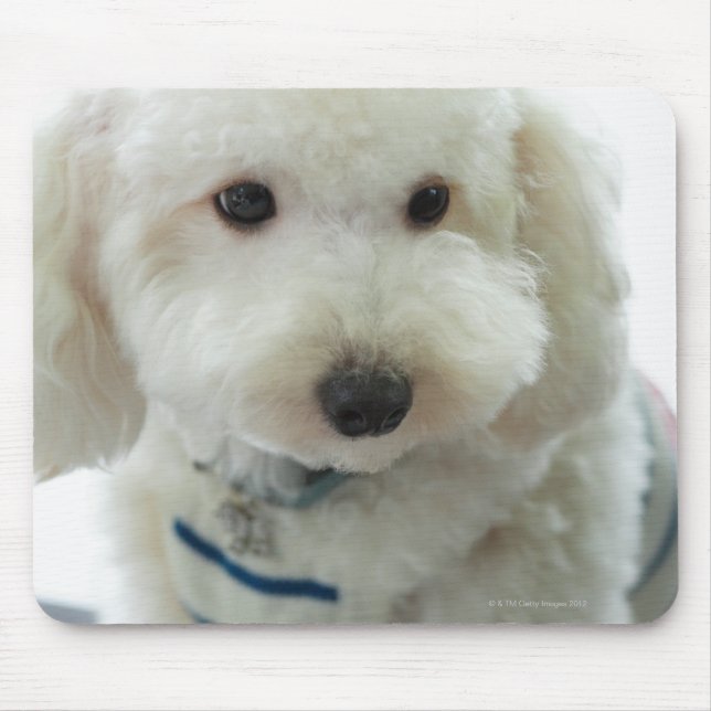 Close-up of a miniature poodle mouse mat (Front)