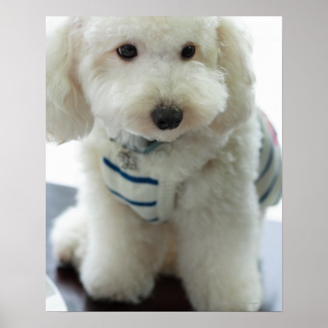 Close-up of a miniature poodle poster (Front)
