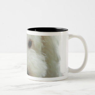 Close-up of a miniature poodle Two-Tone coffee mug
