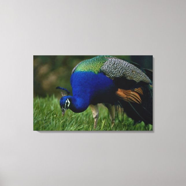 Close-up of a peacock 2 canvas print (Front)