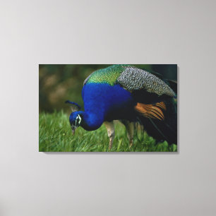 Close-up of a peacock 2 canvas print