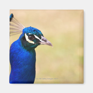 Close-up of a peacock 2 magnet
