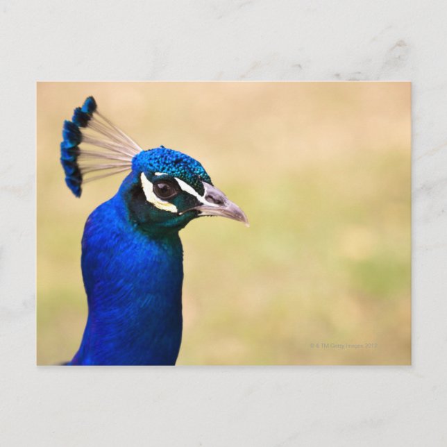Close-up of a peacock 2 postcard (Front)