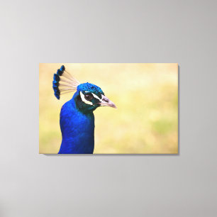 Close-up of a peacock 3 canvas print