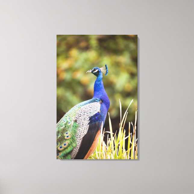 Close-up of a peacock canvas print (Front)