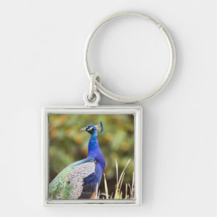 Close-up of a peacock key ring