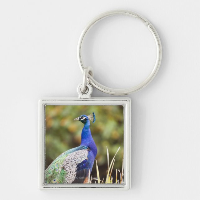 Close-up of a peacock key ring (Front)