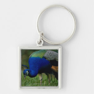 Close-up of a peacock key ring