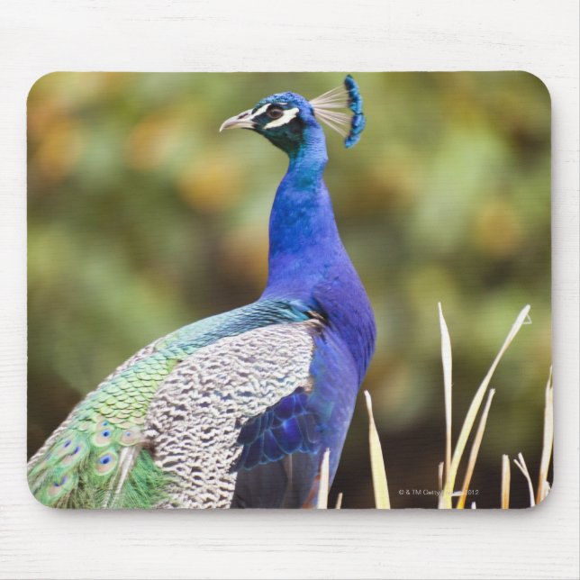 Close-up of a peacock mouse mat (Front)