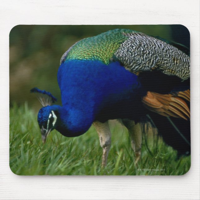 Close-up of a peacock mouse mat (Front)