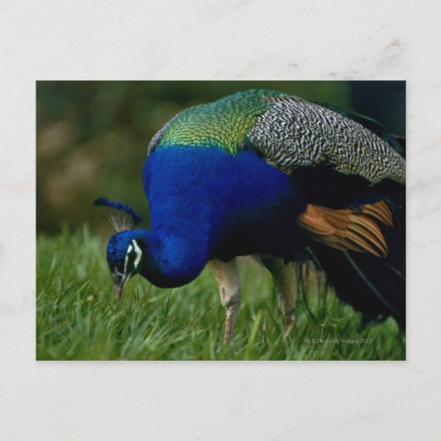 Close-up of a peacock postcard (Front)
