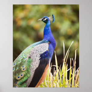 Close-up of a peacock poster