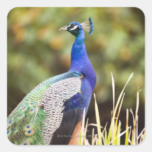 Close-up of a peacock square sticker