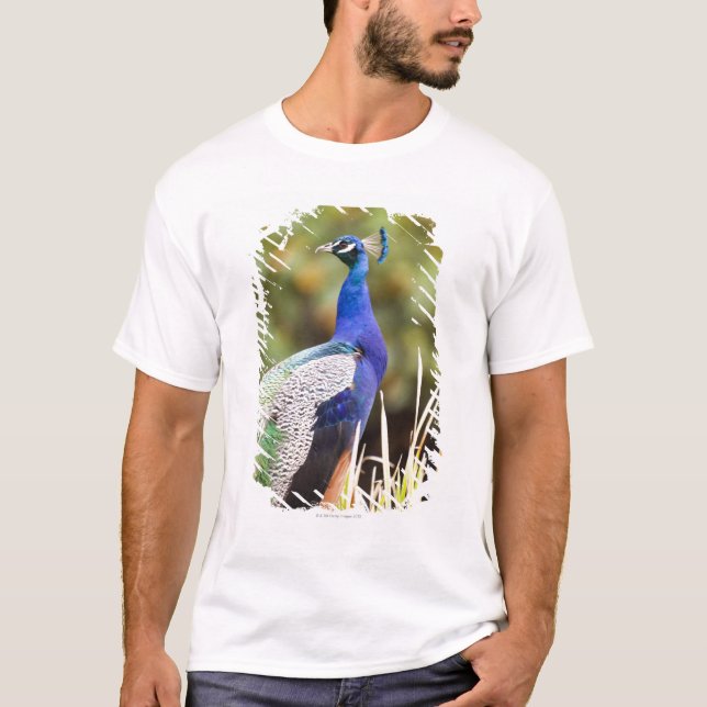 Close-up of a peacock T-Shirt (Front)
