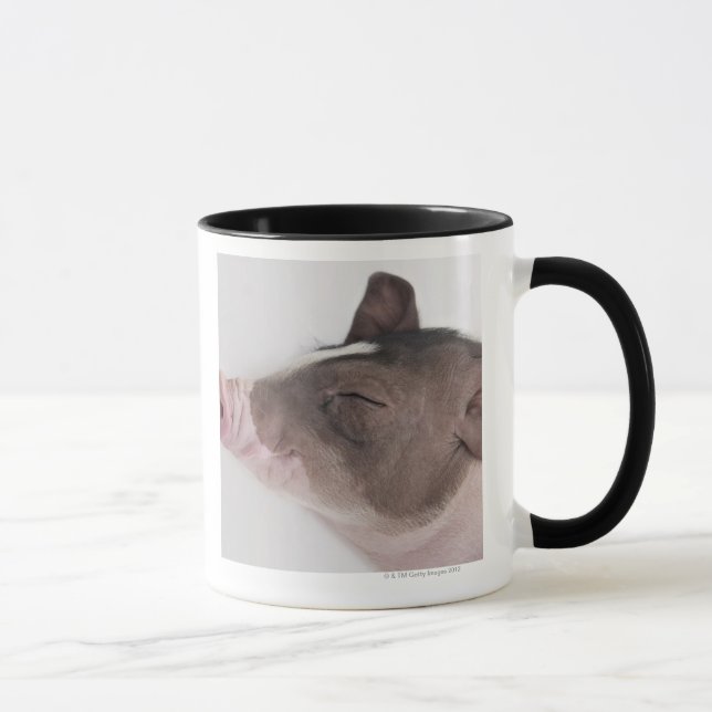 Close-up of a piglet's head, smiling mug (Right)