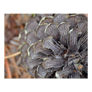 Close up of a pinecone with pine needles photo print