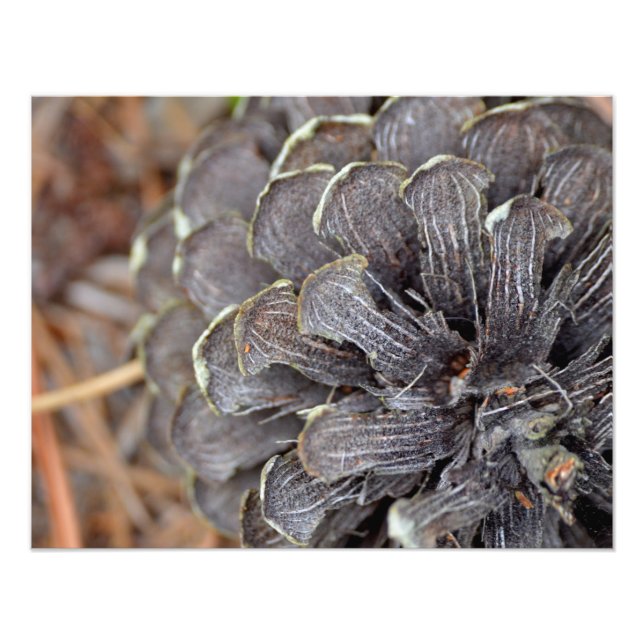 Close up of a pinecone with pine needles photo print (Front)