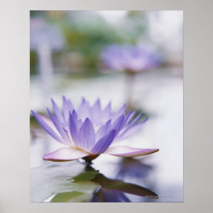 Close-Up of a Purple Water-Lily Floating on Poster