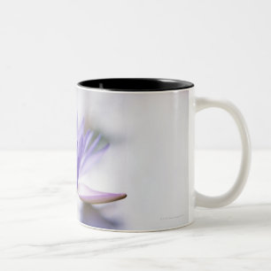Close-Up of a Purple Water-Lily Floating on Two-Tone Coffee Mug