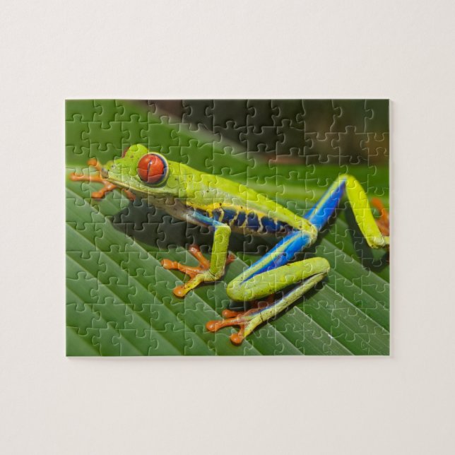 Close up of a Red Eyed Tree Frog on a leaf Jigsaw Puzzle (Horizontal)