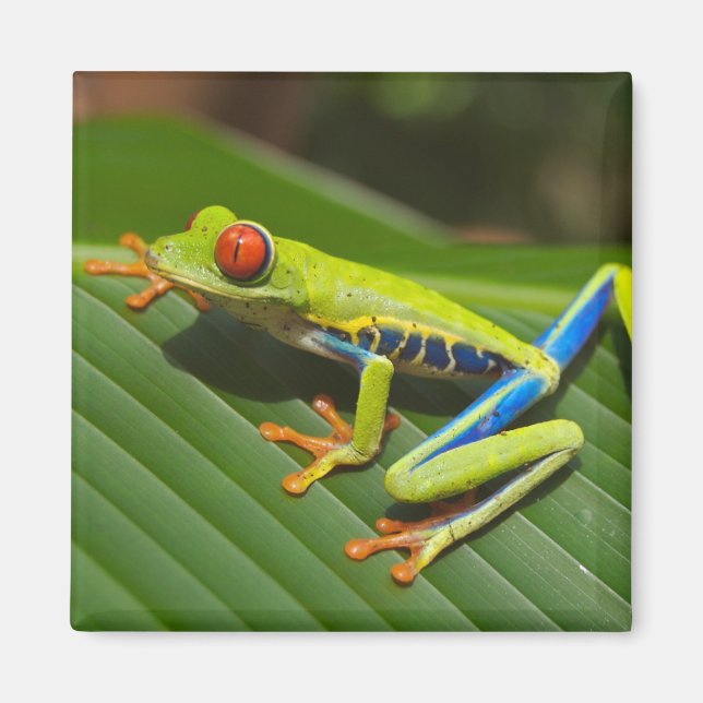 Close up of a Red Eyed Tree Frog on a leaf Magnet (Front)