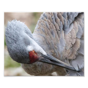 Close up of a Sandhill Crane Preening Print