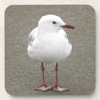 Close Up of a Seagull Coaster