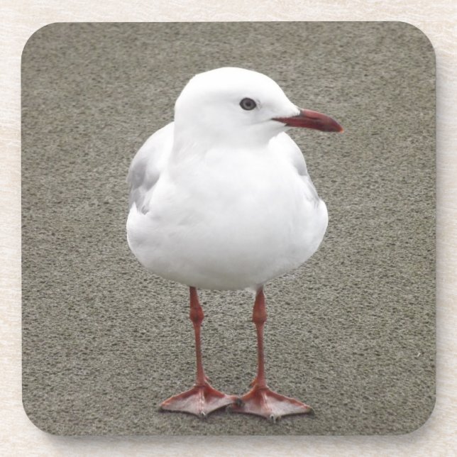 Close Up of a Seagull Coaster (Front)