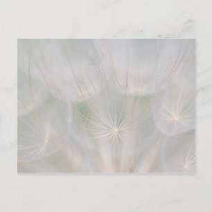 Close up of a seed head, Canada Postcard