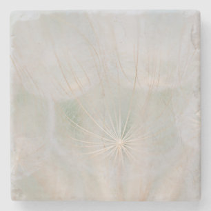 Close up of a seed head, Canada Stone Coaster