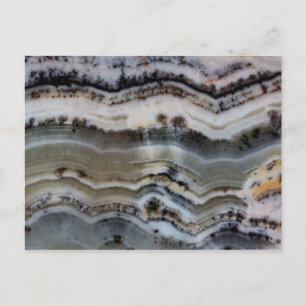 Close up of a Silver Lace Onyx Postcard